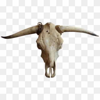 Cattle Goat Horn Bone - Transparent Cow Skull Png, Png Download