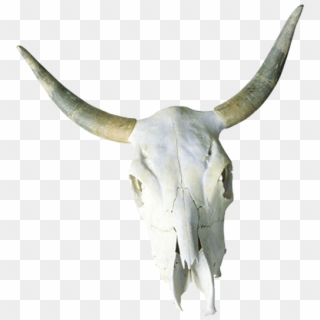 Cattle Skull Horn Bone - Bull, HD Png Download
