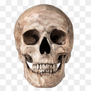 Skull Png - Free Stock Skull, Transparent Png