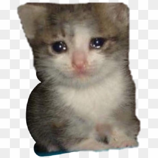 Kitty Cat Png - Crying Cat Meme Png, Transparent Png