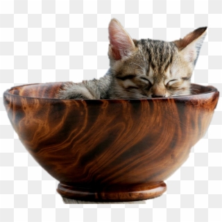 Kitty Cat Png - Kitten In A Bowl, Transparent Png