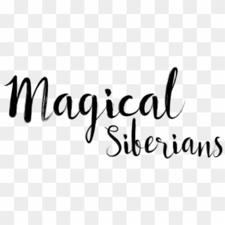 Magical Siberians Logo - Calligraphy, HD Png Download
