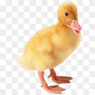 Little Duck Png Image - Duck Png, Transparent Png