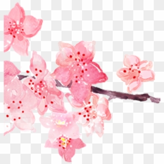 Transparent Cherry Blossom Png - Pink Cherry Flowers Png, Png Download
