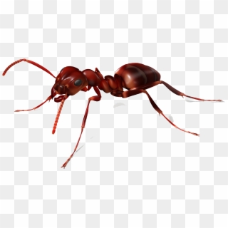 The Ants Red Imported Fire Ant Insect - Ant Png, Transparent Png