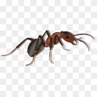 Ant For Kids, HD Png Download