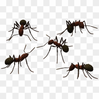 Transparent Ant Clear Png Library Download - Ants With No Background, Png Download