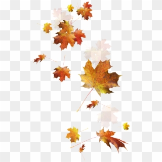 Fall Leaves Falling Png - Fall Leaves Transparent Background, Png Download