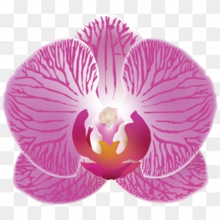 Moth Orchid, HD Png Download