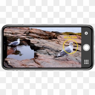 How To Use Af/ae Lock On Your Phone - Great Black-backed Gull, HD Png Download