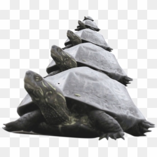 Turtle,reptile,tortoise - Pyramid Of Turtles, HD Png Download