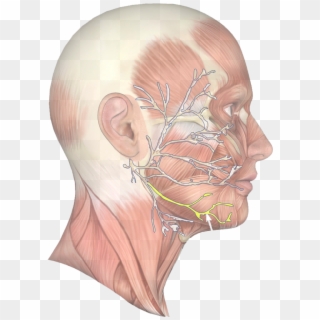 Jaw Muscle 63 - Face Muscle Side View, HD Png Download