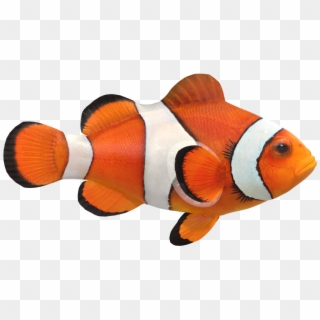 Clown Fish Png Image File - Clown Fish Png File, Transparent Png