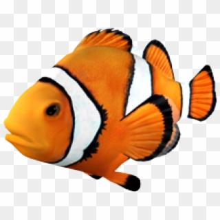 Goldfish Clownfish Angelfish Tropical Fish - Clown Fish Transparent Background, HD Png Download