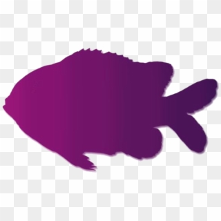 Clownfish Png Transparent Images - Garibaldi (fish), Png Download