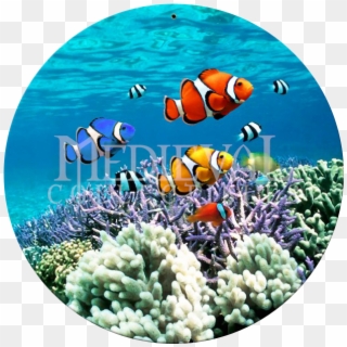 Biotic Features Of The Great Barrier Reef, HD Png Download