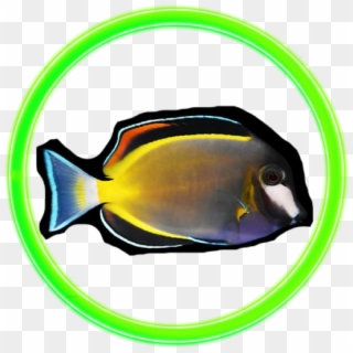 Coral Reef Fish, HD Png Download