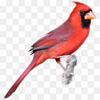 Winter Cardinal Bird Clipart Clip Art Library Classroom - Cardinal Png, Transparent Png