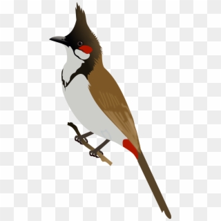 Bulbul Clipart Bird - Red Whiskered Bulbul Logo, HD Png Download