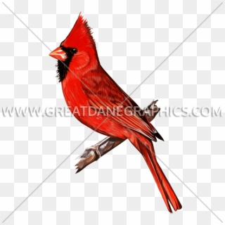 Clip Art Cardinals Birds Drawings - Northern Cardinal, HD Png Download