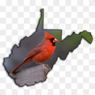 Transparent Cardinal Bird Png - Tourist Regions In West Virginia Map, Png Download