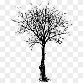 Leafless Tree Png Images - Transparent Background Leafless Tree Png, Png  Download - 1024x768(#6714) - PngFind