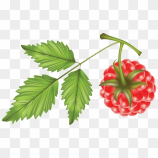 Raspberry Vector Png, Transparent Png