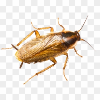 Roaches Png Photo - German Brown Cockroach, Transparent Png