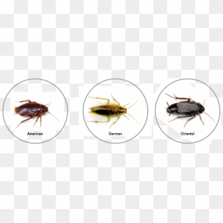Santa Clarita Cockroaches, HD Png Download