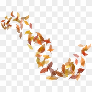 Autumn Leaf Color - Fall Leaves Illustration Png, Transparent Png
