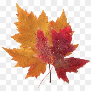 Fall Leaves Png Clipart - Real Blue Maple Leaf, Transparent Png