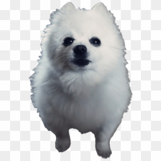 Gabe The Dog Png Png Transparent For Free Download Pngfind - we are number one but its borked by gabe the dog roblox