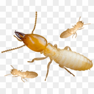 Termite Transparent Background, HD Png Download
