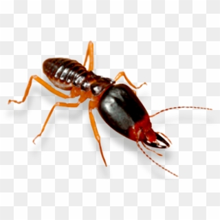 Termite Control Fort Mill Rock Hill Charlotte - Termite, HD Png Download