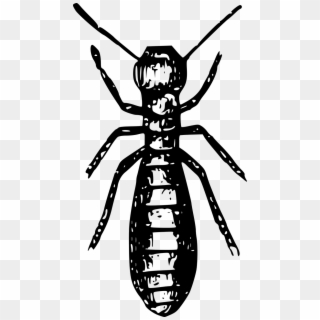 Termite Black And White, HD Png Download