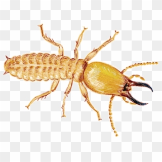Termite Download Png Image - Termite & Queen Png, Transparent Png