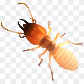 Termite Meaning In Tamil, HD Png Download