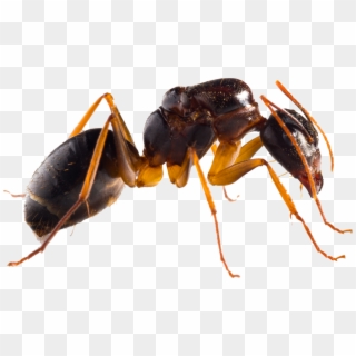 Ant, HD Png Download