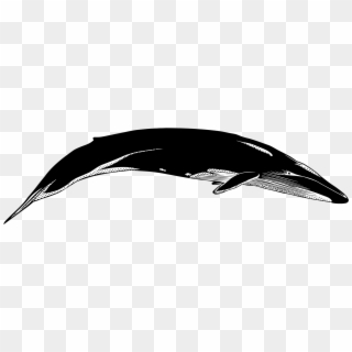 Whale And Dolphin Conservation Whales Cetaceans Whale - Blue Whale Silhouette, HD Png Download
