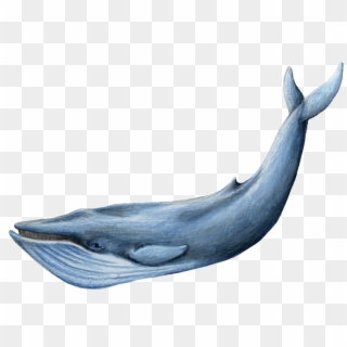 #whale #bluewhale - Blue Whale Png, Transparent Png