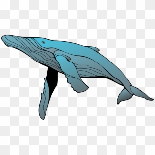 Blue Whale Art - Humpback Whale Clipart, HD Png Download