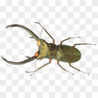 Beetle Portable Network Graphics True Bugs Transparency - Bug Png, Transparent Png