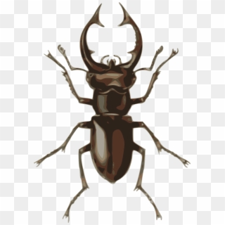 Stag Beetle Png, Transparent Png