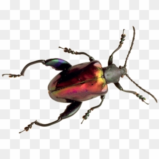 Beetle Png, Transparent Png