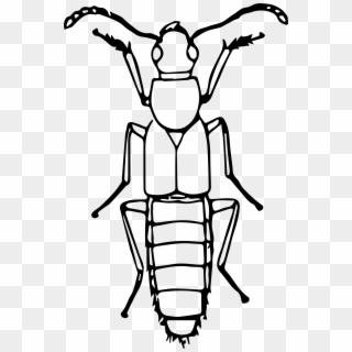 Rove Beetle Clip Arts - Insect Clipart Black And White, HD Png Download