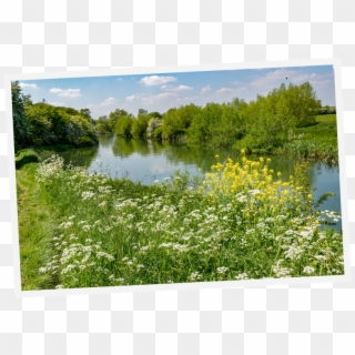 Pub Walk River - Freshwater Marsh, HD Png Download