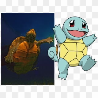 Aquatic Turtles, Like This One In An Ohio Quarry Inspired - Pokemon Go Characters Squirtle, HD Png Download