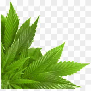 Green Leaf Png - Marijuana Frame Png, Transparent Png