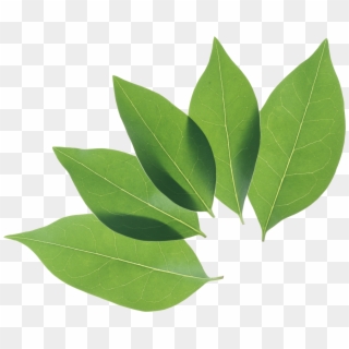 Green Leaf Png, Transparent Png