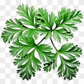 Anemone Leaves, HD Png Download